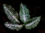 Goodyera oblongifolia - Rattlesnake Orchid 13-0506